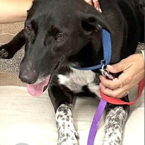 Missing: Black and White Male Indie Dog from Hasanpur village near Ludhiana-2