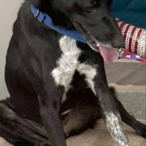 Missing: Black and White Male Indie Dog from Hasanpur village near Ludhiana-3