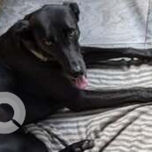 Missing: Black Male Indie Dog from Jayanagar 7th block