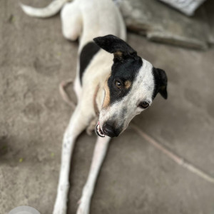 Found: Black and White Female Indie Dog from Alwarpet, Starbucks-2