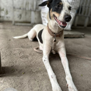 Found: Black and White Female Indie Dog from Alwarpet, Starbucks