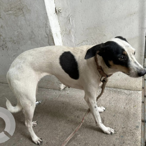 Found: Black and White Female Indie Dog from Alwarpet, Starbucks-3