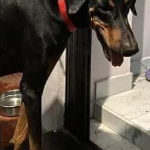 Missing: Black and Brown Male Doberman Dog from Ambattur Industrial Estate, Chennai