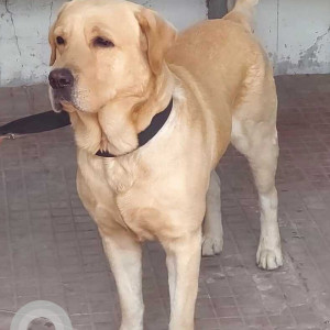 Found: Golden Male Labrador Dog from Ambawadi