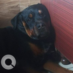 Missing: Black and Brown Male Rottweiler Dog from Mutton-Dhindsa ( Samrala region )