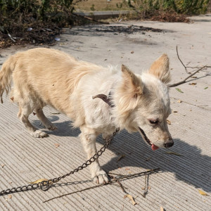 Found: White Male Pomeranian Dog from Ambha Bhawani, Kukatpally-2