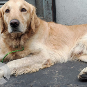 Found: Brown Male Golden Retriever Dog from Anamnagar near bhatbhateni