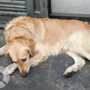 Found: Brown Male Golden Retriever Dog from Anamnagar near bhatbhateni-2