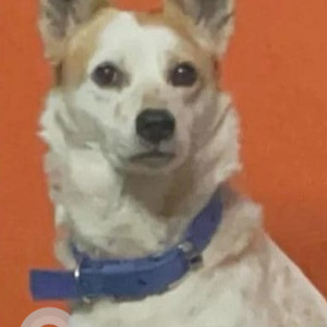 Missing: White-Brown Mix Female Indie Dog from Navya Abharan,  Krishnana Mane, Krishnarajapuram