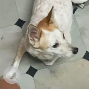 Missing: White-Brown Mix Female Indie Dog from Navya Abharan,  Krishnana Mane, Krishnarajapuram-2