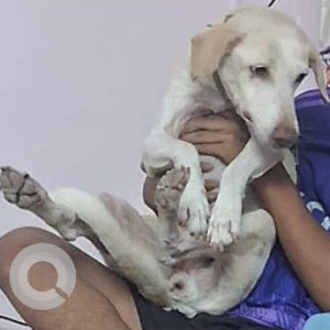 White Female Indie Dog is Missing from 9th Main Sector 12, Hal 3rd Stage, LIC colony, Near Govt School-2