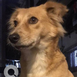 Missing: Brown Female Indie Dog from Versova beach Rocks