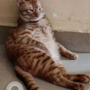 Missing: Orange Male Indie Cat from Dubey Paradise, Sanewadi, Badlapur West-2