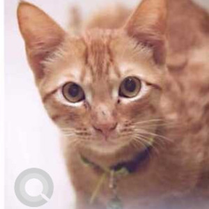 Missing: Orange Male Indie Cat from Dubey Paradise, Sanewadi, Badlapur West