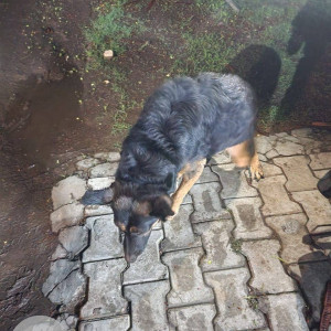 Found: Black Male German Shepherd Dog from Koregaon-2