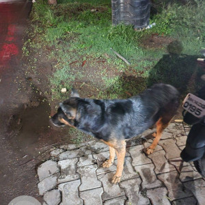 Found: Black Male German Shepherd Dog from Koregaon