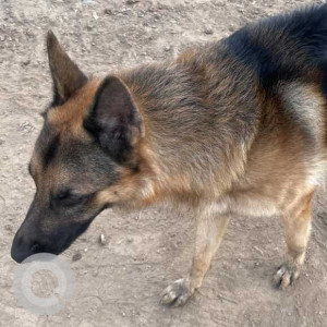 Found: Black and Brown Female German Shepherd Dog from Anand Nagar, Sinhagad Road, Pune-2