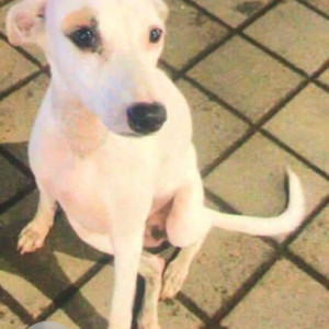 Missing: White Female Indie Dog from Area Kandivali west Irani wadi-2