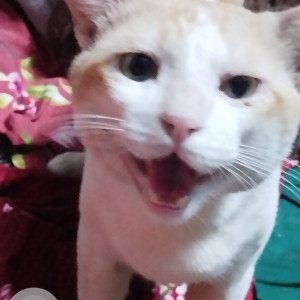 A White-Brown Mix Indie Cat Missing from Alias Angela-2