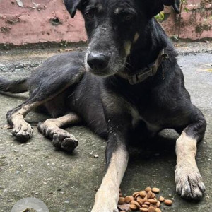 Missing: Black and White Male Indie Dog from Prayag Apartments, Vasundhara Enclave, Delhi-2