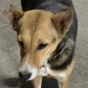 Missing: Black and Brown Male Indie Dog from HIG road, Chitrapuri Colony, Manikonda-2