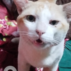 A White-Brown Mix Indie Cat Missing from Alias Angela