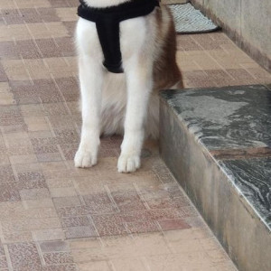 Missing: White-Brown Mix Male Husky Dog from thirumalashettyhalli cross, Chikkathirupathi road, whitefield-2