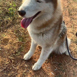 Missing: White-Brown Mix Male Husky Dog from thirumalashettyhalli cross, Chikkathirupathi road, whitefield-3