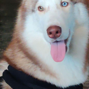 Missing: White-Brown Mix Male Husky Dog from thirumalashettyhalli cross, Chikkathirupathi road, whitefield-4