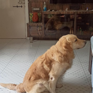 Brown Male Golden Retriever Dog is Missing from Anmol Residency, Wakad