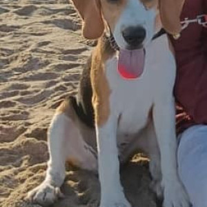 White-Brown Mix Male Beagle Dog is Missing from Anna Nagar Roundana (Chennai)