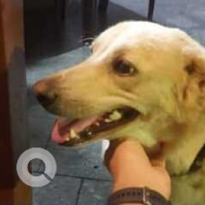 Brown Male Indie (mix) Dog is Found from AMM School, Kotturpuram-2