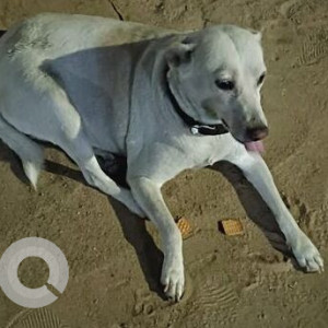 Found: White Male Labrador Dog from Annaji Park Nesapakkam, Near Vani Vidyalaya School-2