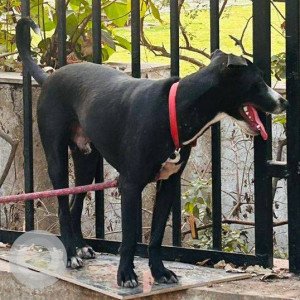 Found: Black Not Available Indie Dog from Sector 7, Kharghar