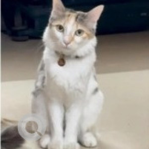 A White-Brown Mix Calico Cat Missing from Indiranagar 1st Stage, Bengaluru