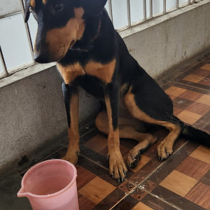 Found: White-Brown Mix Female Indie Dog from apartment in Kumar Aangan society yerwada-2