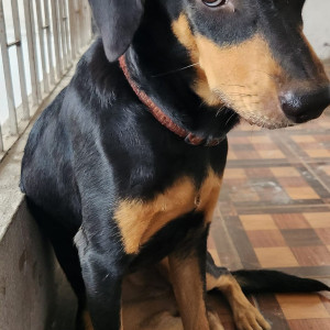 Found: White-Brown Mix Female Indie Dog from apartment in Kumar Aangan society yerwada-3