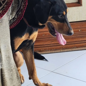 Found: White-Brown Mix Female Indie Dog from apartment in Kumar Aangan society yerwada