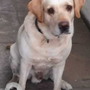 Missing: White Male Labrador Dog from Hanumagiri Temple Nagarabavi 9th block