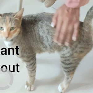 Missing: White and Grey Female Indie Cat from Forest Layout-2