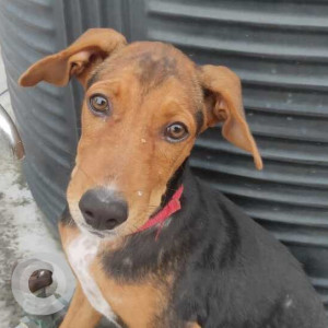 Missing: Black Female Rottweiler Dog from Kaimur Mohania, Bihar