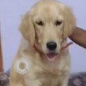Missing: Golden Male Golden Retriever Dog from Shivaji Chowk, Latur, Maharashtra