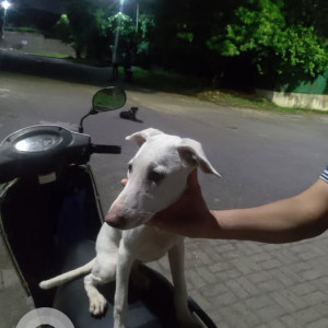 A White Indie Dog Found from Rambaug Colony, Pune
