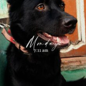 Black Male Pomeranian cross Dog is Missing from Coimbatore, pappanaiken palayam