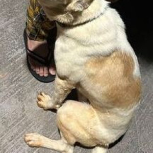 Found: White-Brown Mix Male Indie Dog from Assetz Marq society, Kannamangala, Whitefield, Bangalore-3