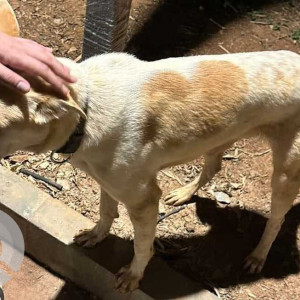 Found: White-Brown Mix Male Indie Dog from Assetz Marq society, Kannamangala, Whitefield, Bangalore-2