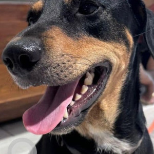 Found: Black and Brown Male Indie Dog from Premium Tower, Lokhandwala-3