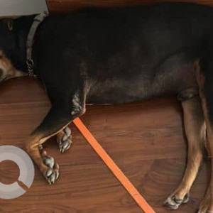 Found: Black and Brown Male Indie Dog from Premium Tower, Lokhandwala-2