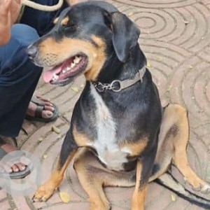 Found: Black and Brown Male Indie Dog from Premium Tower, Lokhandwala