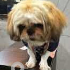 Missing: White-Brown Mix Female Shih Tzu Dog from Kumarswamy Layout, near Monica Beauty Parlour & Tattoos-2